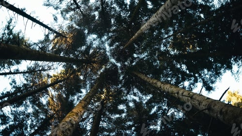 Preview: Forest with canopy of trees viewed from below