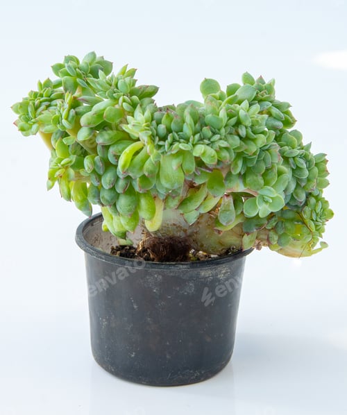 Preview: Sedeveria Sedum plant succulent. Little flower on white background.