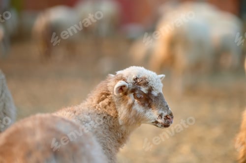 Preview: Cute small lamb on background of sheeps in corral on the farm