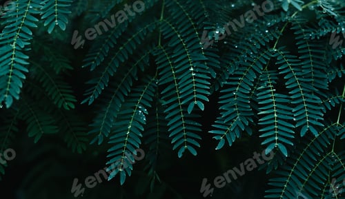 Preview: Dark green leaf texture in the forest, nature background