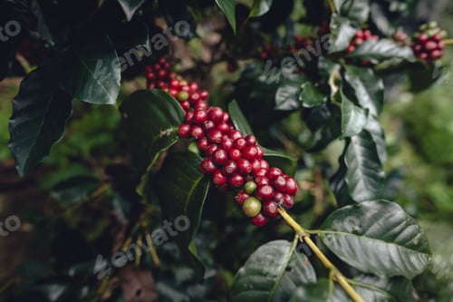 Preview: Red ripe coffee cherry beans at a coffee plantation