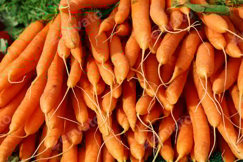 Preview: Close up heap of fresh new carrot crop