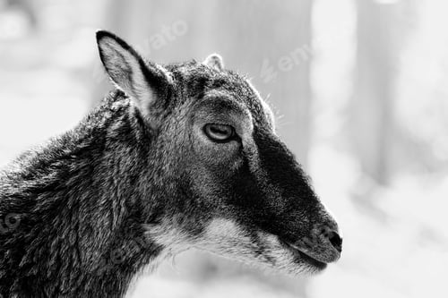 Preview: Closeup grayscale shot of a goat from side on white background