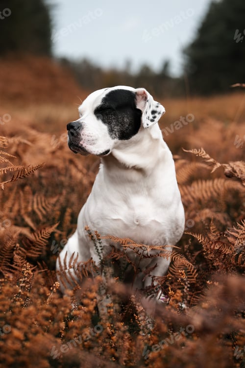 Preview: White dog sitting in ferns, autumn pet portrait