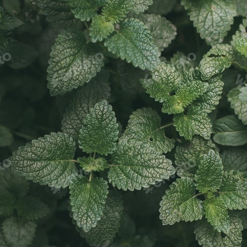 Preview: Green foliage, nature background. Mint Plant Grow Background