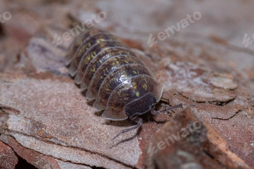 Preview: Macro shot of Roly-poly (Armadillidium Vulgare) terrestrial isopod on a leaf