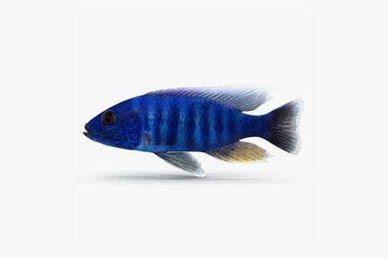 Visualização: Fritadeira elétrica azul Cichlid