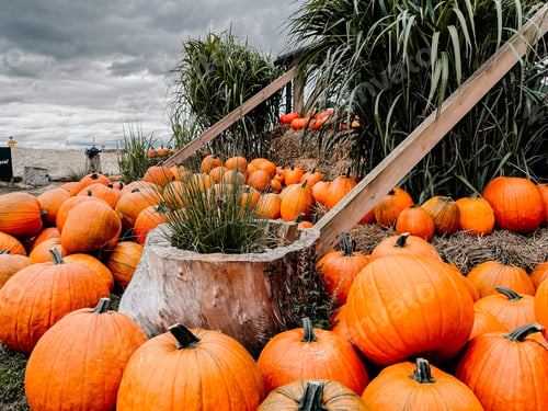 Preview: Pumpkins