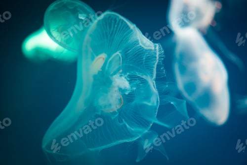 Preview: Sea Moon jellyfish with blue light background