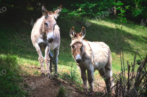 Preview: Two donkeys