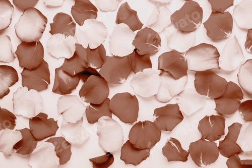 Preview: Romantic spa background of rose petals in mocha mousse color