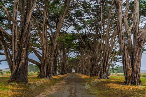 Preview: Pathway through arching trees leading to a distant house.