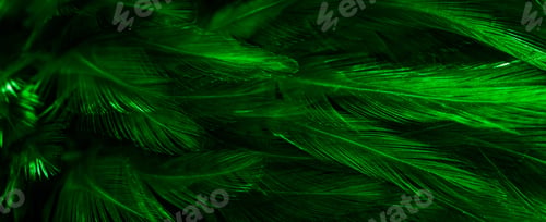 Preview: green feathers with an interesting pattern . background