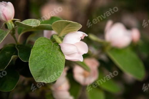 Preview: beautiful flowering quince pear in spring