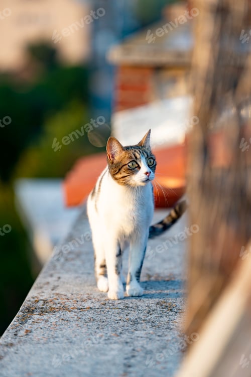 Preview: Homeless cat sitting on building terrace outdoors