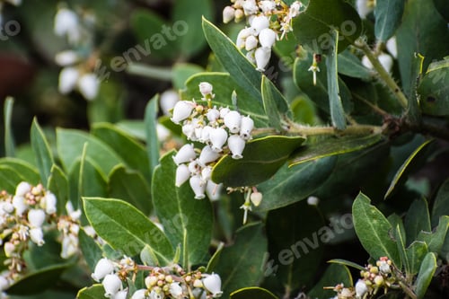 Preview: Closeup of white manzanita flowers and foliage