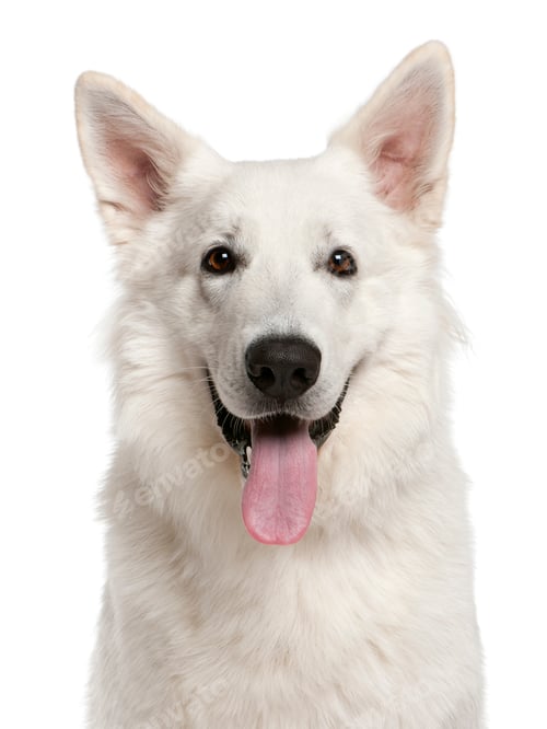 Preview: Close-up of Canadian Shepherd dog, 1 year old, in front of white background