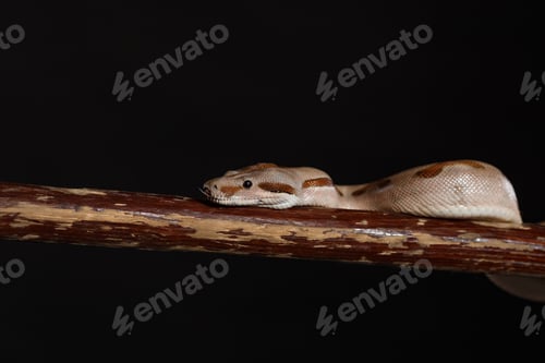 Preview: Royal Python, or Ball Python Python regius, studio