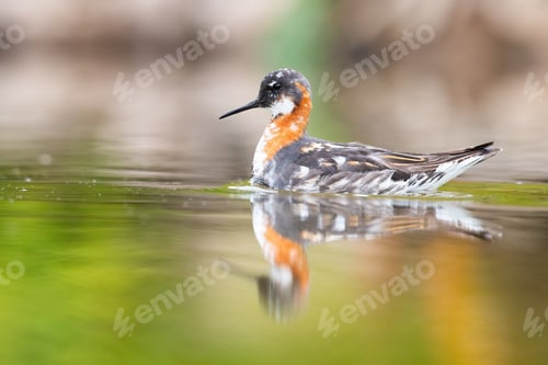 Preview: red-necked phalarope swimming in wetland in spring