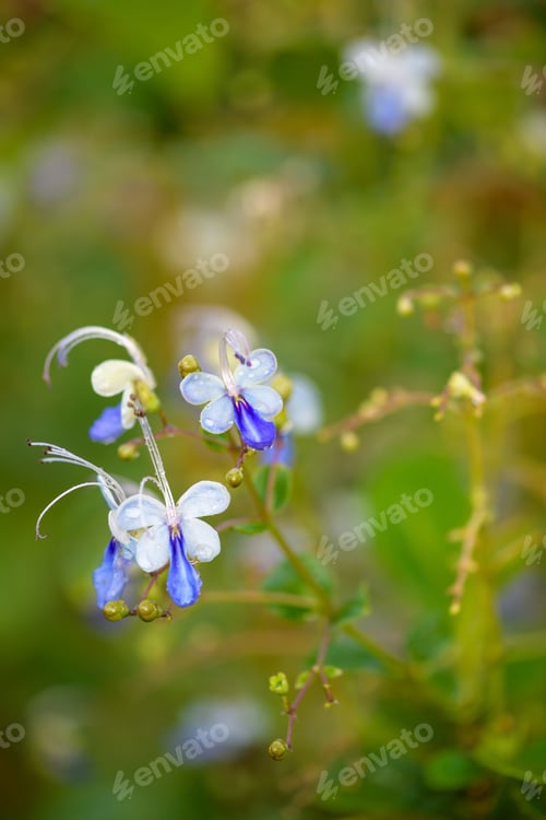Preview: flowers
