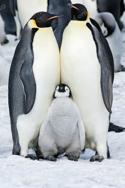 Preview: Two adult Emperor penguins and a baby chick nestling between them.