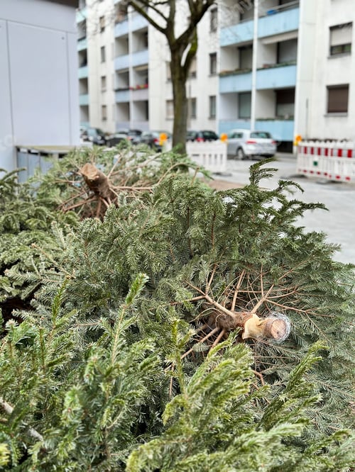 Preview: Green Christmas Tree Thrown Away On City Street After Winter Holidays