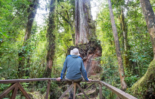 Preview: Hike in rain forest