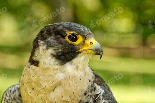 Preview: Peregrine falcon (Falco peregrinus) with blurred background