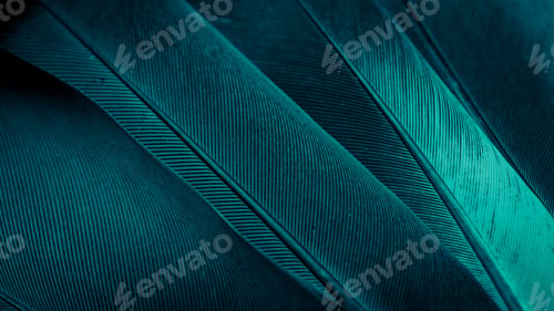 Preview: blue feather pigeon macro photo. texture or background