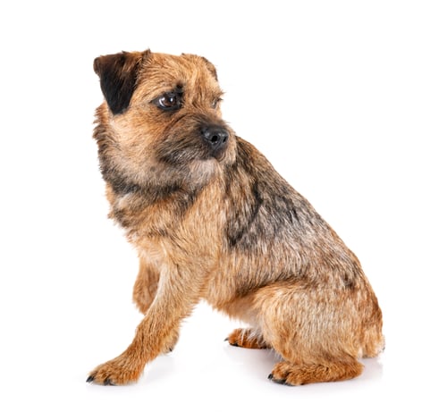 Preview: border terrier in studio