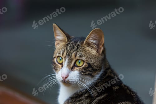 Preview: Cat
