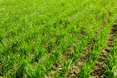 Preview: spring green field