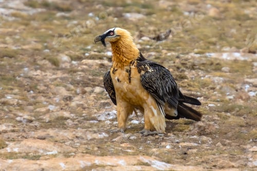 Preview: Bearded vulture on ground