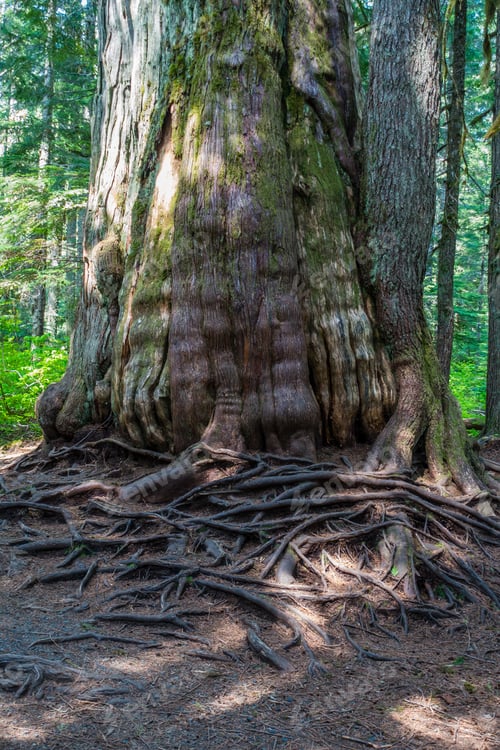 Preview: A View Of A Thick Tree Trunk And Interwoven Roots In The Pacific Northwest.
