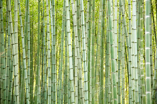 Preview: Abstract bamboo trees background
