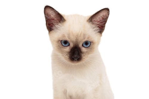 Preview: Portrait of a small Siamese kitten