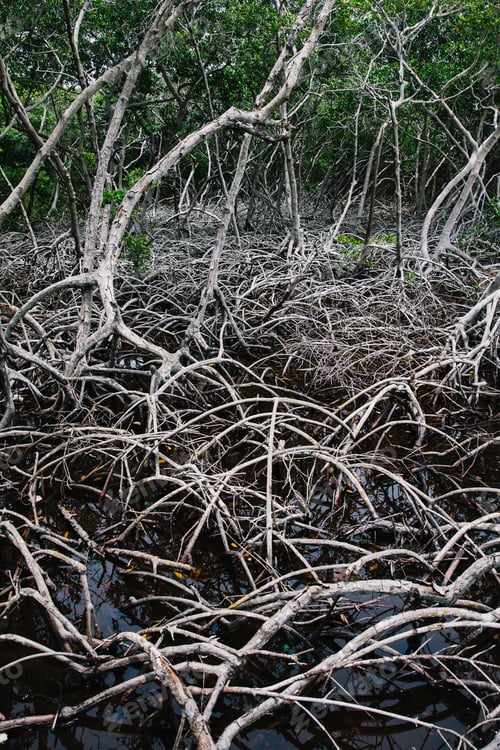 Preview: Mangrove tree roots