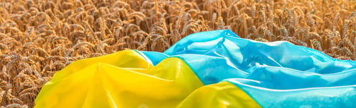 Preview: Flag of Ukraine in a wheat field. Selective focus.