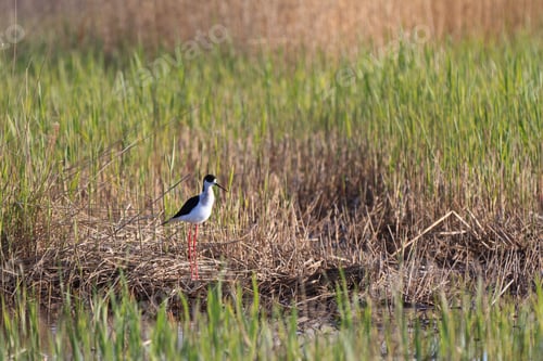 Preview: black winged stilt