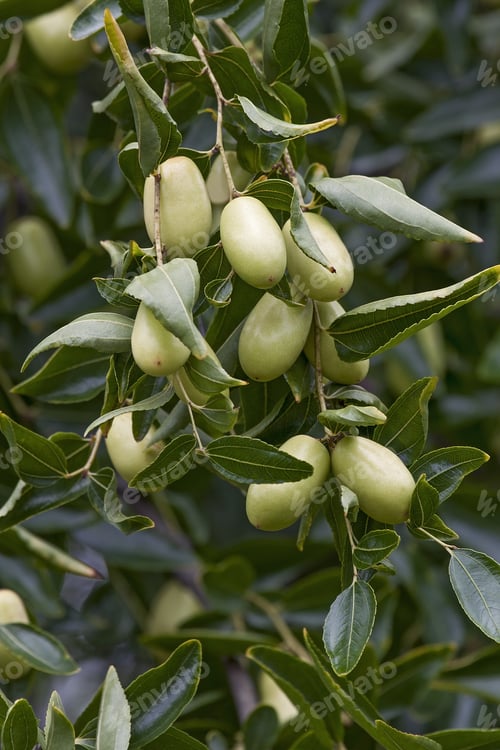 Preview: Jujube (Ziziphus Jujuba). Called Red Date, Chinese Date, Korean Date And Indian Date Also