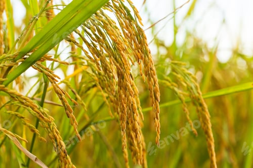 Preview: yellow green rice field