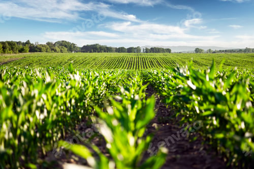 Preview: Green corn rows and waves of the agricultural fields of Ukraine