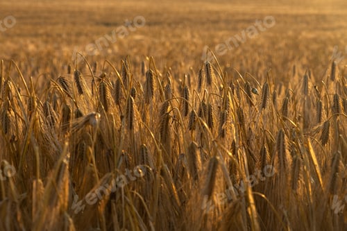 Preview: Golden wheat close-up.