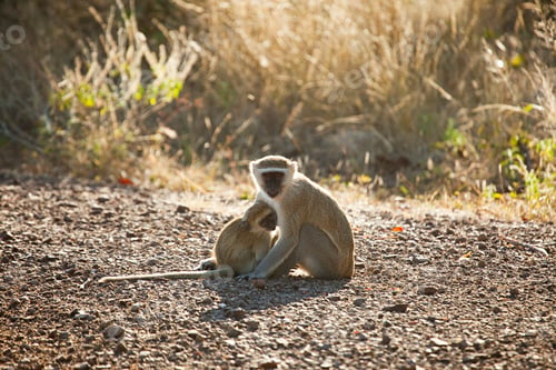 Preview: African Vervet Monkey with Baby, Mosi-Oa-Tunya National Park, Zambia, Africa
