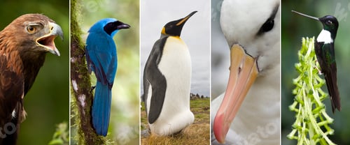Preview: Birds