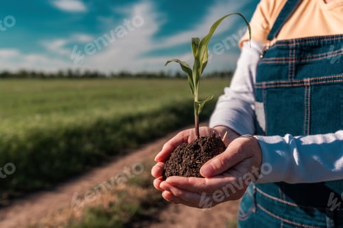 Preview: Corn crop sprout in female farmer's hands