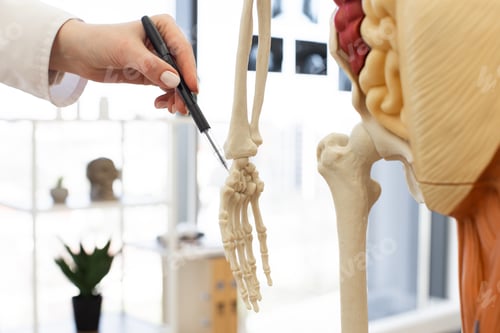 Preview: Medical professional explaining skeletal hand anatomy in detail