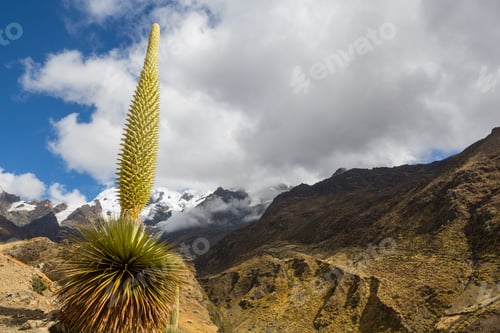 Puya