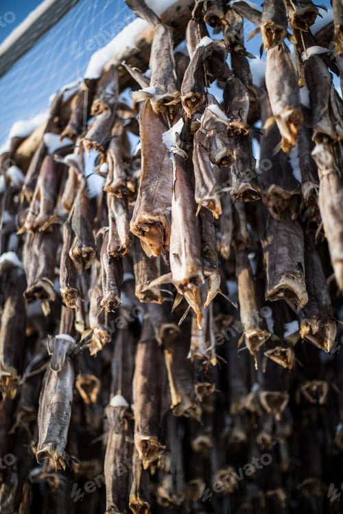 Preview: Skrei, Cod fish drying, Lofoten, Norway