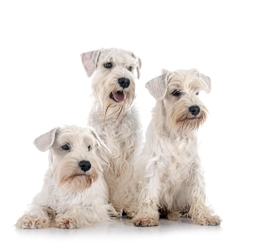 Preview: miniature white schnauzers in studio